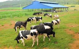 Vinamilk chủ động nguồn nguyên liệu chất lượng cao