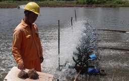 Cơ bản đáp ứng nhu cầu điện cho vùng nuôi tôm trọng điểm