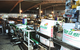 PVCFC tăng trưởng ấn tượng