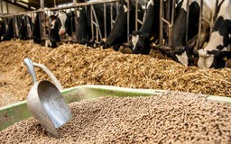 Tìm giải pháp bổ sung nguyên liệu thức ăn chăn nuôi