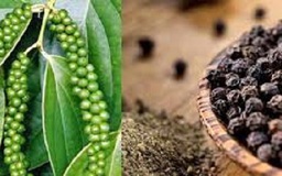 Bộ Công Thương cảnh báo: Ấn Độ có thể siết chặt tiêu chuẩn hồ tiêu nhập từ Việt Nam