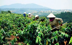 Đề nghị miễn tiền thuê đất thời gian tái canh cây cà phê