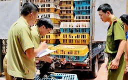 Không có quy định nhập khẩu nội tạng để chế biến xuất khẩu