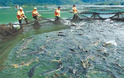 Có thể giảm thuế NK trứng cá tầm dùng để nhân giống?