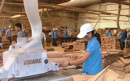 Không được tổ chức sản xuất, gia công tại chi nhánh?