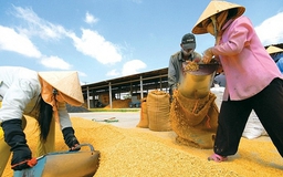 Số giờ làm thêm đối với DN có tính thời vụ