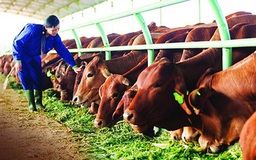 Sản phẩm là giống vật nuôi có chịu thuế GTGT?