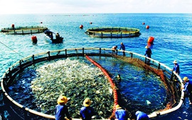 Hỗ trợ ngân sách địa phương thực hiện các chính sách an sinh xã hội