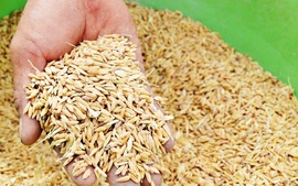 Xuất cấp gần 190 tấn hạt giống hỗ trợ Hà Nam và Quảng Trị