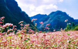 HOA THÁNG MƯỜI