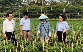 Nông dân Đà Nẵng tất bật chăm sóc vụ hoa Tết