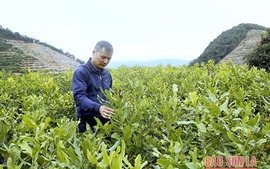 Cây mắc ca: Hướng đi mới cho nông nghiệp Sơn La