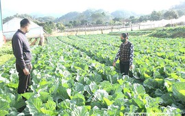 Kỳ 1: Sơn La đẩy mạnh sản xuất nông nghiệp hữu cơ, thực phẩm an toàn