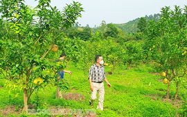 Kỳ 2: Cần những giải pháp đồng bộ sản xuất nông nghiệp hữu cơ ở Sơn La