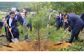 Năm 2021: Cả nước trồng được 210 triệu cây xanh