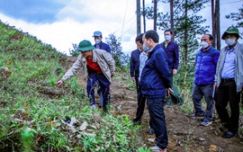 Lâm Đồng sát sao với các dự án trồng rừng ở các địa phương