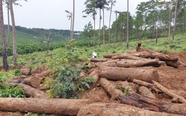 Xử lý nghiêm tình trạng phá rừng, lấn chiếm đất rừng tại Lâm Đồng