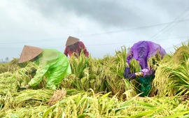 Quảng Ngãi: Hỗ trợ nông dân khắc phục hậu quả do mưa lớn kéo dài