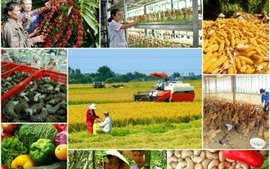 Hướng dẫn hỗ trợ phát triển sản xuất nông nghiệp