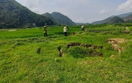 Đơn vị địa chất đang tìm nguyên nhân sụt lún đất tại xã Châu Hồng (Nghệ An)