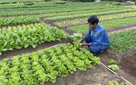 Đà Nẵng phát triển nông nghiệp sinh thái, nông thôn hiện đại, nông dân văn minh