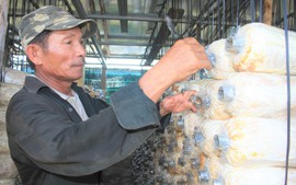 Nông nghiệp đô thị: Tận dụng không gian đô thị giúp nông dân làm giàu