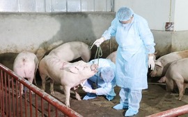 Chủ động giám sát chặt, phát hiện sớm, xử lý các ổ dịch tả lợn châu Phi