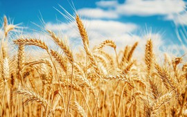 Nga, Thổ Nhĩ Kỳ tìm giải pháp xuất khẩu ngũ cốc của Ukraine