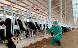 Vinamilk nhập 1.000 bò sữa thuần chủng từ Mỹ cho trang trại sắp khánh thành tại Lào