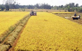 Nâng cao năng lực thích ứng với biến đổi khí hậu của Hợp tác xã nông nghiệp vùng đồng bằng sông Cửu Long