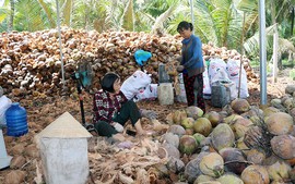 Bến Tre: Hỗ trợ doanh nghiệp, người dân tìm đầu ra cho sản phẩm dừa