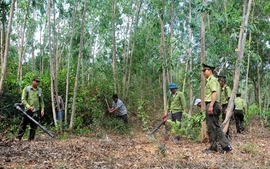 Viên chức quản lý bảo vệ rừng, chuyển ngạch và xếp lương thế nào?