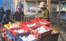 Người lao động tại Đà Nẵng 'chật vật' vì giá thịt heo tăng 