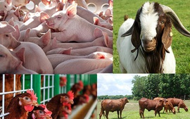 Đề xuất nhiều chính sách hỗ trợ nâng cao hiệu quả chăn nuôi