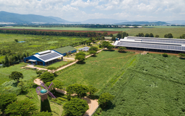 Cụm Trang trại bò sữa Vinamilk Đà Lạt được vinh danh tại giải thưởng môi trường Việt Nam