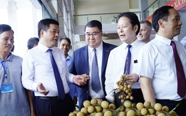 Để nhãn lồng Hưng Yên 'được mùa, được giá'