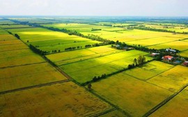 Sửa quy định về sử dụng kinh phí bảo vệ, phát triển đất trồng lúa