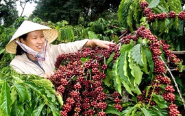 Xuất khẩu cà phê của Việt Nam vượt kế hoạch
