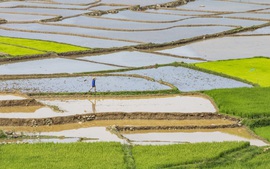 Sẵn sàng điều tiết nước phục vụ gieo cấy lúa Đông Xuân 2023
