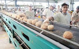 Bến Tre: Phát triển chuỗi giá trị dừa an toàn, bền vững