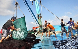 Tập trung thực hiện các nhiệm vụ, giải pháp chống khai thác hải sản bất hợp pháp