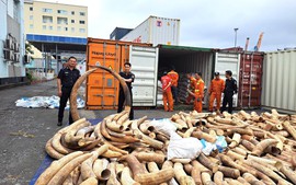 Hải quan Hải Phòng bắt giữ khoảng 7 tấn ngà voi nhập lậu