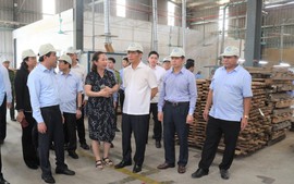 Tuyên Quang phát triển thành trung tâm chế biến gỗ bền vững