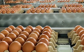 Đề xuất phân giao hạn ngạch thuế quan nhập khẩu muối, trứng gia cầm năm 2023