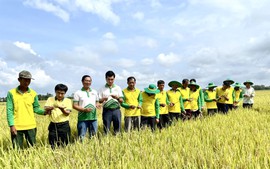 PVCFC: Hành trình 12 năm kiến tạo giá trị nông nghiệp Việt