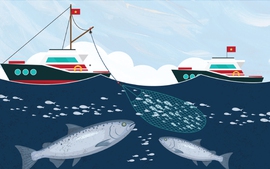 Infographic: Giải pháp chống khai thác hải sản bất hợp pháp, không báo cáo và không theo quy định (IUU)
