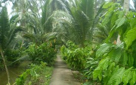 Cơ hội hồi sinh cây ca cao trong vườn dừa Bến Tre