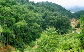 Đối tượng nào được nhận khoán bảo vệ rừng?