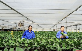 Đẩy mạnh ứng dụng công nghệ cao trong phát triển nông nghiệp ở Mộc Châu (Sơn La)
