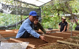 Quảng Nam thu hút doanh nghiệp trồng, chế biến sản phẩm từ sâm Ngọc Linh